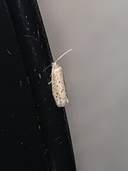 Yponomeuta multipunctella