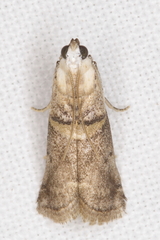 Acrobasis palliolella
