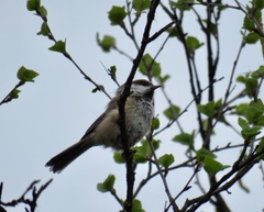 Poecile cinctus lapponicus