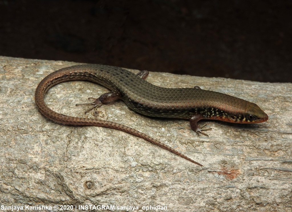 Tammanna Skink