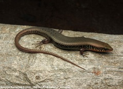 Eutropis tammanna
