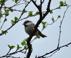 Poecile cinctus lapponicus