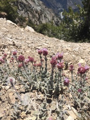 Monardella australis cinerea