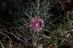 Isopogon divergens