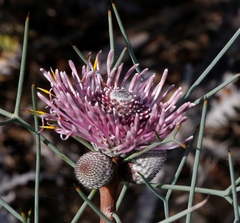Isopogon divergens