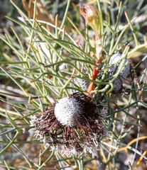 Isopogon divergens