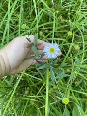 Boltonia montana