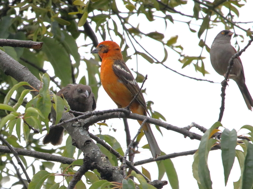 Bronzed Cowbird, Huitzilac, Mor., México, photo 10 of 10