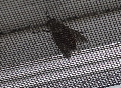 Hybomitra microcephala