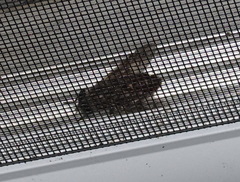 Hybomitra microcephala