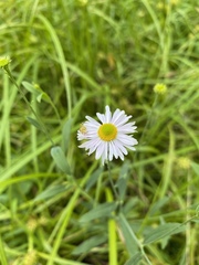 Boltonia montana