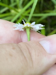 Boltonia montana