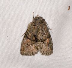 Phosphila miselioides