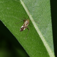 Adelphocoris
