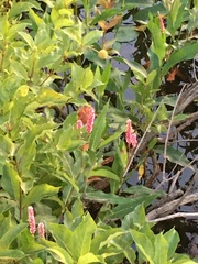 Persicaria amphibia emersa