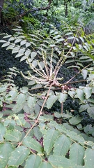 Aralia decaisneana