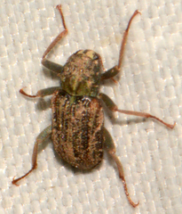 Stenelmis