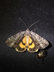 Catocala gracilis