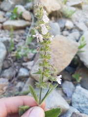 Stachys rigida rigida