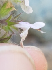 Stachys rigida rigida
