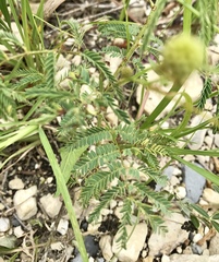 Mimosa nuttallii
