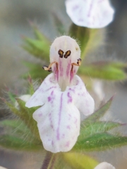 Stachys rigida rigida