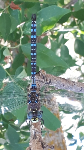 Variable Darner