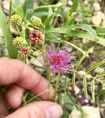 Mimosa nuttallii