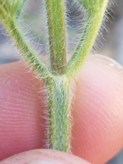 Stachys rigida rigida