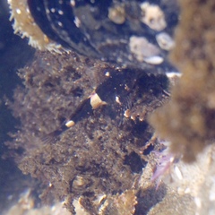 Clinocottus globiceps
