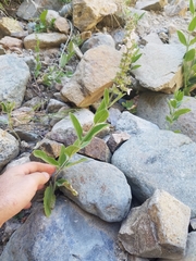 Stachys rigida rigida