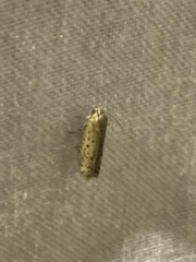 Yponomeuta multipunctella