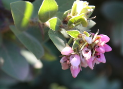 Arctostaphylos auriculata