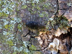 Chrysobothris viridiceps