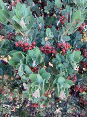 Arctostaphylos hooveri