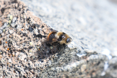 Cephenemyia