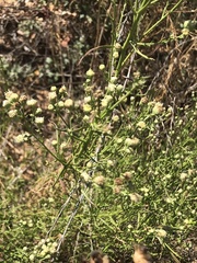 Baccharis malibuensis