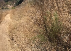 Baccharis malibuensis