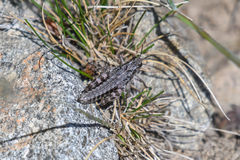 Buckellacris chilcotinae