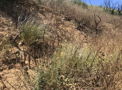 Baccharis malibuensis