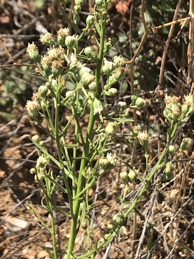 Baccharis coridifolia - Wikipedia