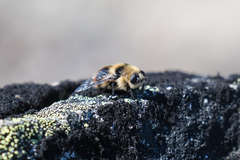 Cephenemyia