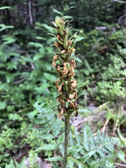 Pedicularis bracteosa