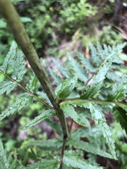 Pedicularis bracteosa