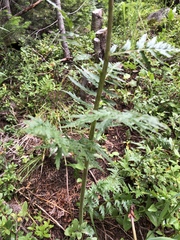 Pedicularis bracteosa