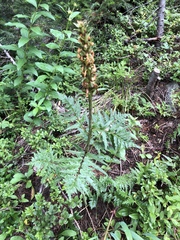 Pedicularis bracteosa