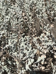 Brickellia nevinii