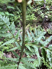 Pedicularis bracteosa