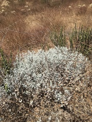 Brickellia nevinii
