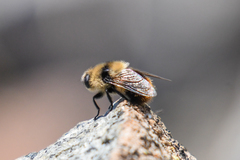 Cephenemyia